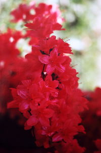 Close-up of red flowers