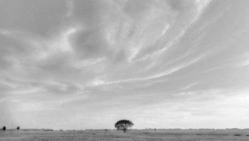 Scenic view of trees on field against sky