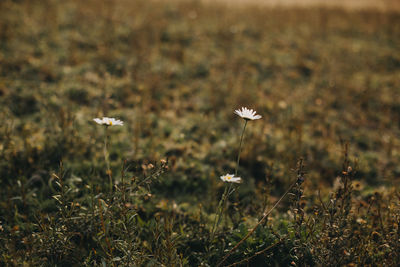 Close-up of white mushrooms on field