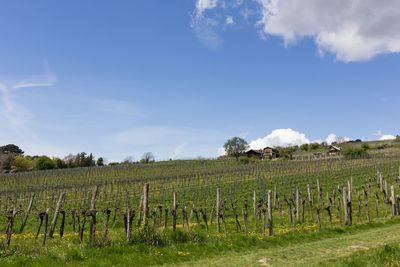 Scenic view of agricultural field against sky