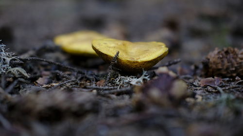 Close-up of mushroom on rock