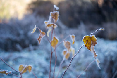 Frost plants