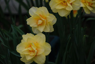 Close-up of yellow rose flower