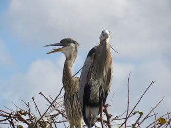 Low angle view of gray heron perching against sky