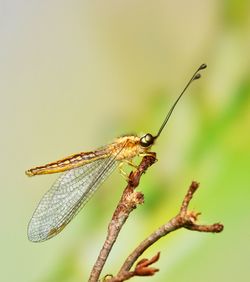 Close-up of owlfly  on leaf