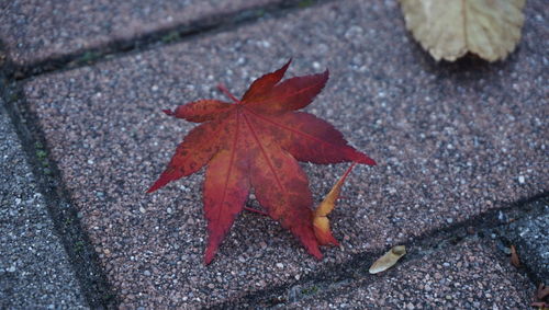High angle view of maple leaf