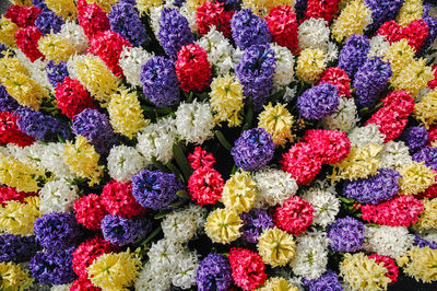 Full frame shot of multi colored flowers