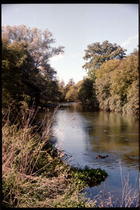 Scenic view of lake in forest against sky