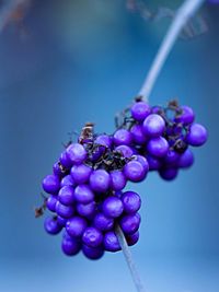 Close-up of berries