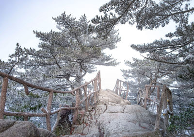 Low angle view of trees in forest against sky