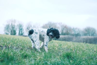 Dog standing on field