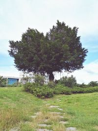 Trees on field against sky