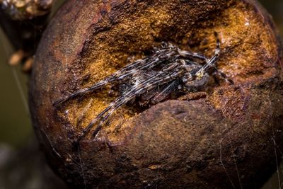 Close-up of crab on tree trunk