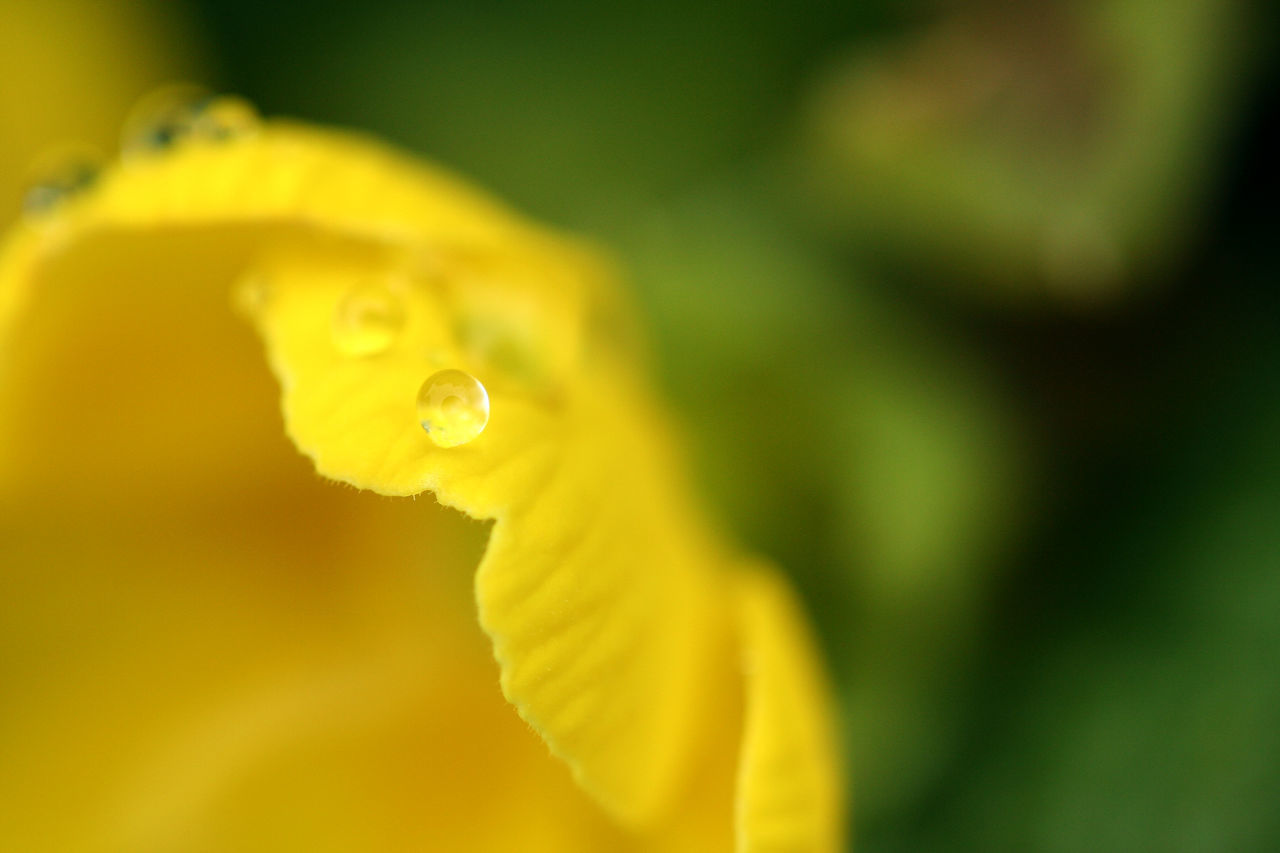 CLOSE-UP OF WATER DROPS ON YELLOW ROSE