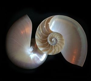 Close-up of spiral plate against black background