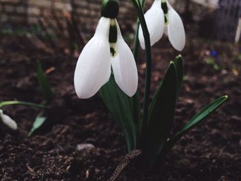 Close-up of white flowers