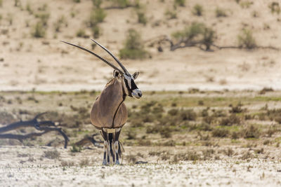 Antelope standing in desert