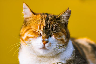 Close-up of cat with yellow eyes