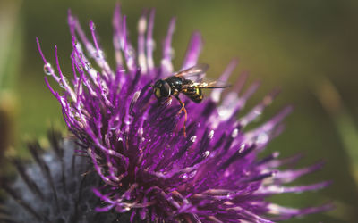 Close-up of insect on thistle