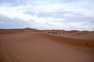 Heading to dune of sahara desert