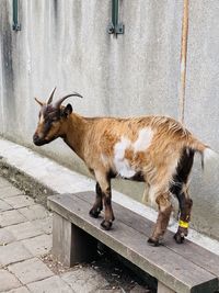 Side view of a goat standing against wall