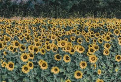 Full frame shot of sunflower field