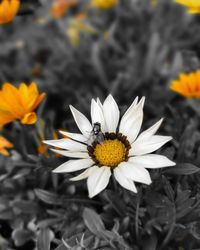 Close-up of insect on white flower