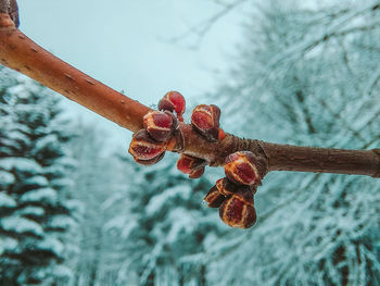 Close-up of snow on rusty metal during winter