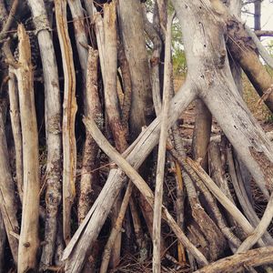 Full frame shot of tree trunks in forest