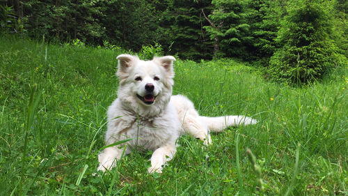 Dog on field