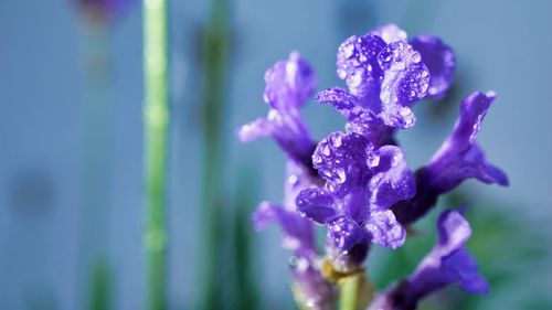 Close-up of purple flowering plant