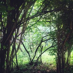 Trees in forest