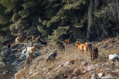 View of horses on field