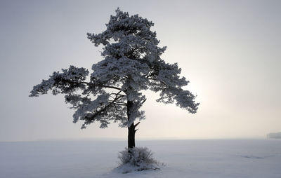 Tree on snow covered land against sky