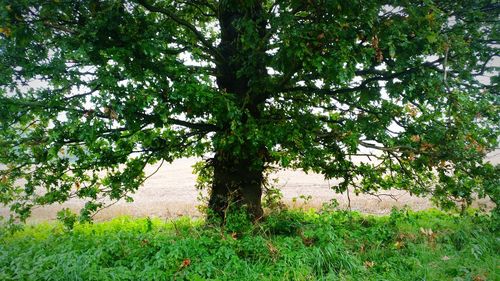 Trees growing in park