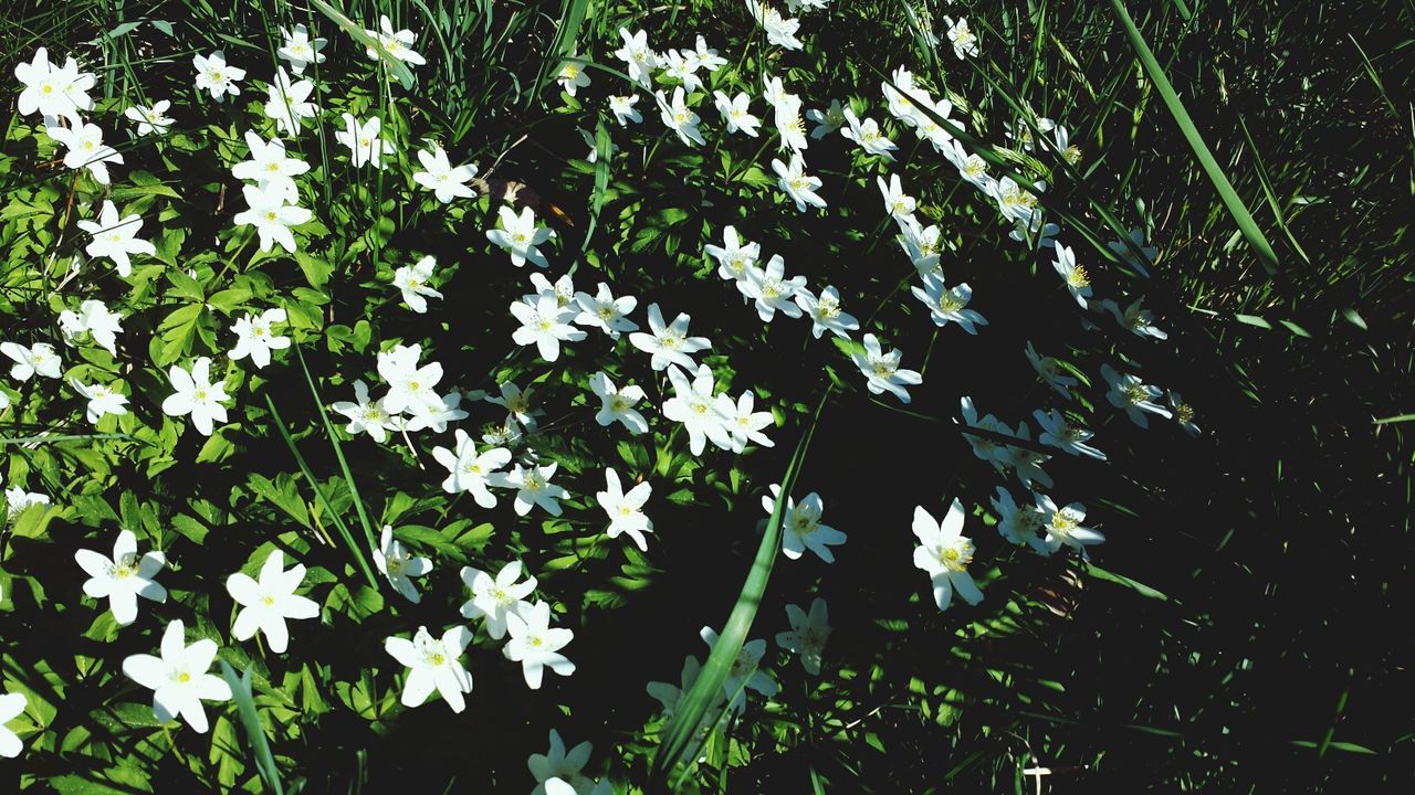 Wood anemones