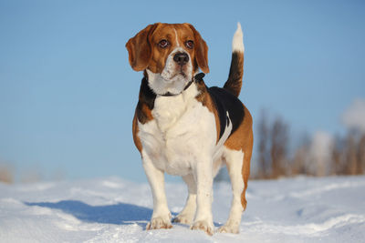 Portrait of dog standing on snow field