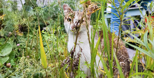 Portrait of cat on field