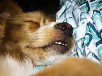 Close-up of dog looking away