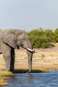 Elephant drinking water