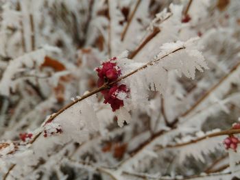 Close-up of snow on branch