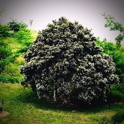 Close-up of tree against sky