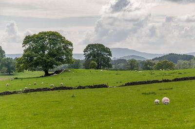 Flock of grazing sheep with a landscape of woods and hills in the background, scotland