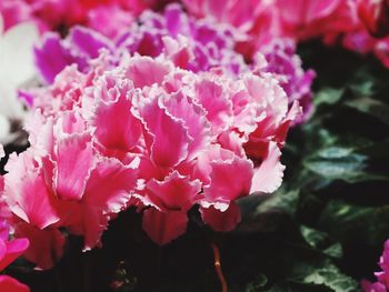 Close-up of pink flowering plant