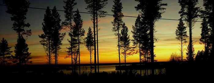 Silhouette of trees at sunset