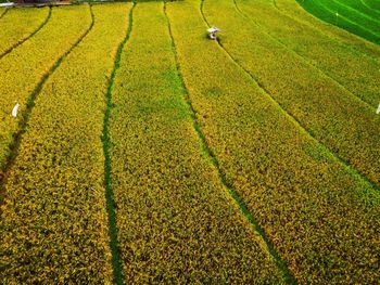 Aerial panorama of agrarian rice fields landscape like a terraced rice fields ubud bali indonesia