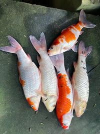 High angle view of fish