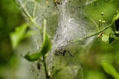 Close-up of spider web on plant