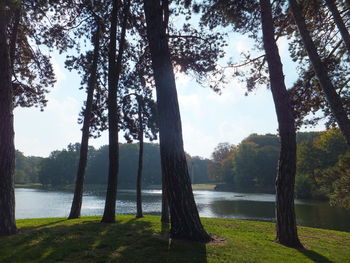 Trees on lakeshore