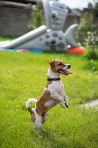 Jack russell terrier catches a spray of water. the dog is playing outside. dog staying on two legs